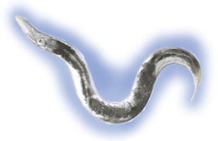 Nematode worm - Caenorhabditis elegans
