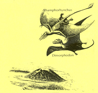 Rhamphorynchus and Dimorphodon