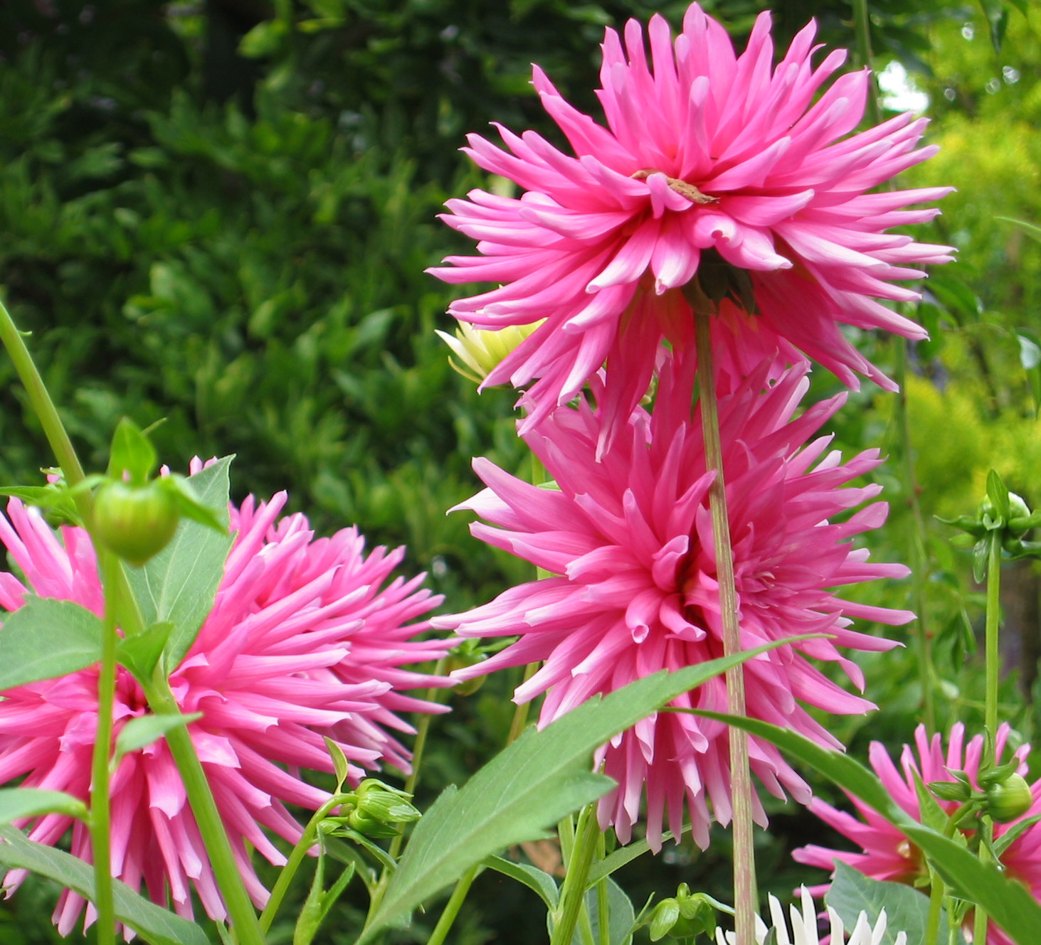 Butchart Gardens